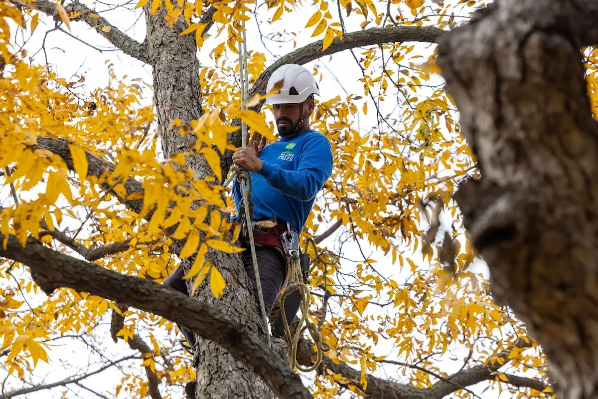 Skilled Dead Tree Removal crew working in Alpena